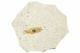 Fossil Winged Seed (Ailanthus) - Wyoming #245160-1